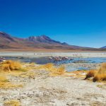 A group of flamingos are gathered around a body of water