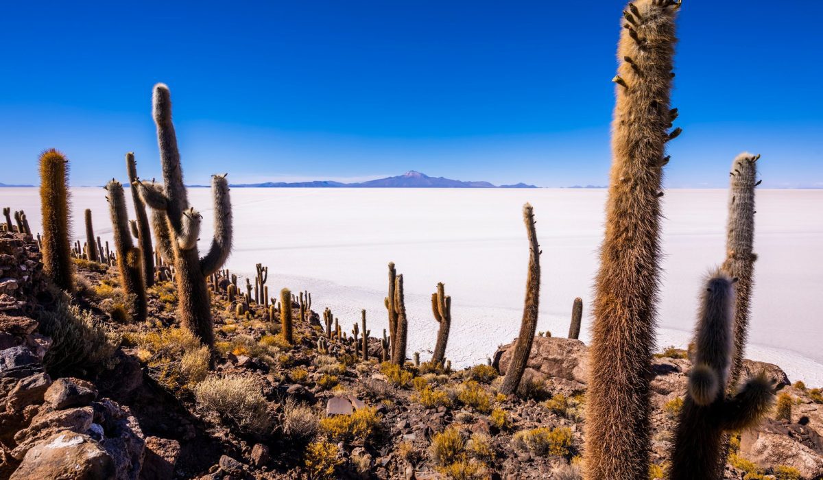 Big cactus on Incahuasi island, salt flat Salar de Uyuni, Altiplano, Bolivia